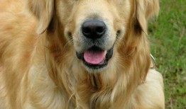 大狗最新爆料视频下载免费,免费下载视频背后的秘密