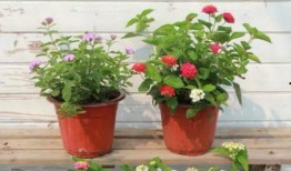 散兵爆料最新内鬼视频,散兵最新爆料曝光惊人内幕