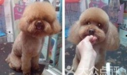 武汉宠物爆料事件最新,真相与争议交织的宠物生存现状探讨