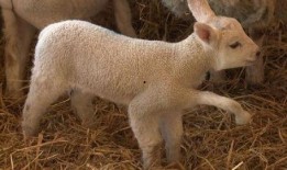 小羊最新爆料视频下载安装,揭秘幕后真相，带你走进事件核心