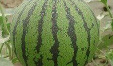 24年新瓜最新爆料,揭秘明星幕后真相