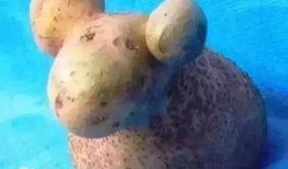 小羊最新爆料视频下载安装,揭秘幕后真相，带你走进事件核心