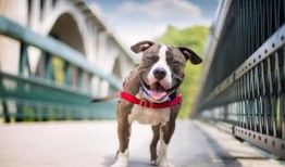 狗狗最新爆料图片大全大图,萌态百出，萌图大赏