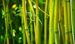 都美竹子最新爆料,揭秘娱乐圈惊人内幕