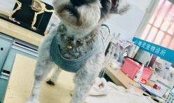 武汉宠物爆料事件最新,真相与争议交织的宠物生存现状探讨