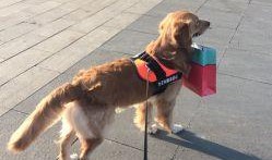 武汉宠物爆料事件最新,真相与争议交织的宠物生存现状探讨