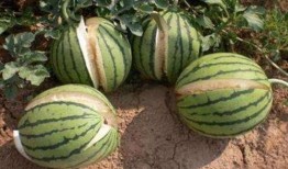 高密吃瓜最新事件爆料是真的吗,最新爆料真相揭秘