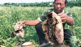 张掖吃瓜最新事件爆料视频,揭秘背后惊人真相！