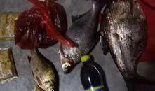 最新偷鱼爆料,揭秘幕后黑手与惊人内幕